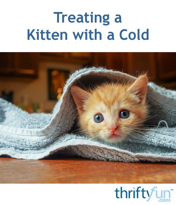 Treating a Kitten with a Cold?