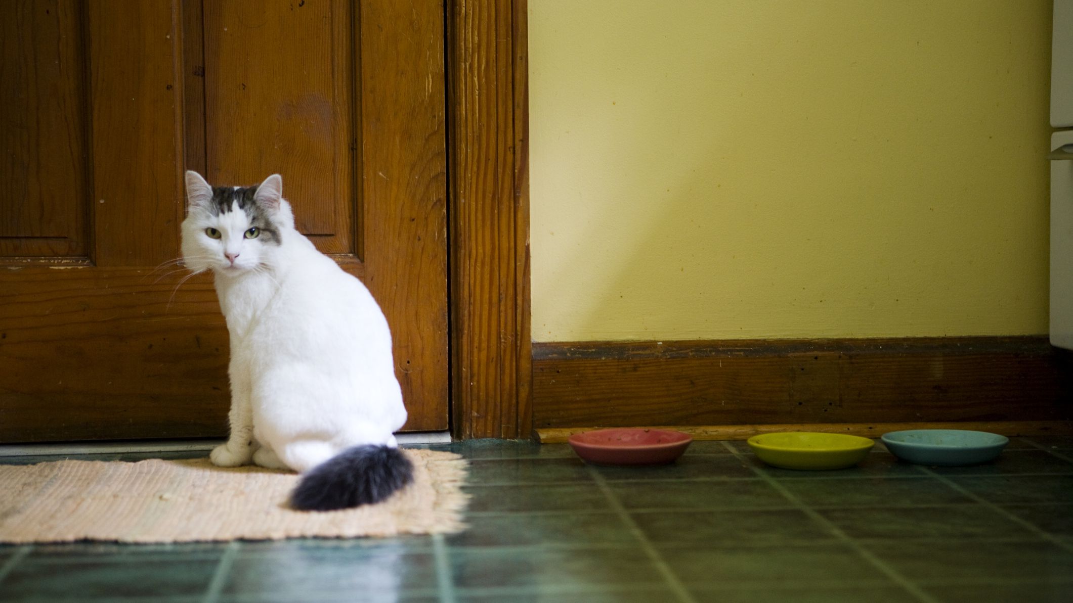 Veterinary Practice: Old Cat Pooping Everywhere
