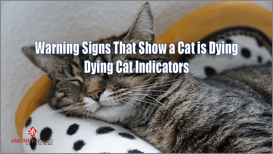 Warning Signs That Show a Cat is Dying: Dying Cat ...