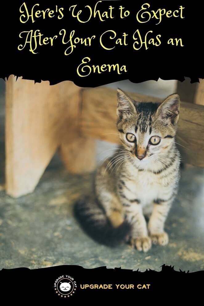 What to Expect After Cat Enema? Aftercare Advice