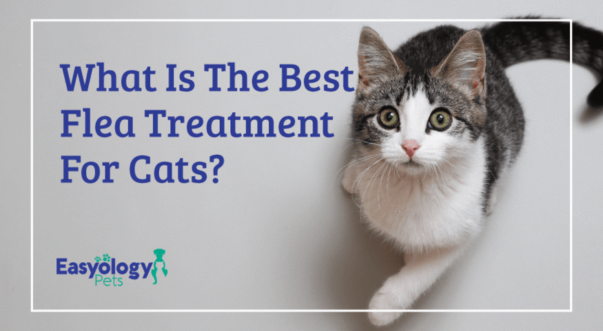 Whats The Best Thing For Fleas On Cats