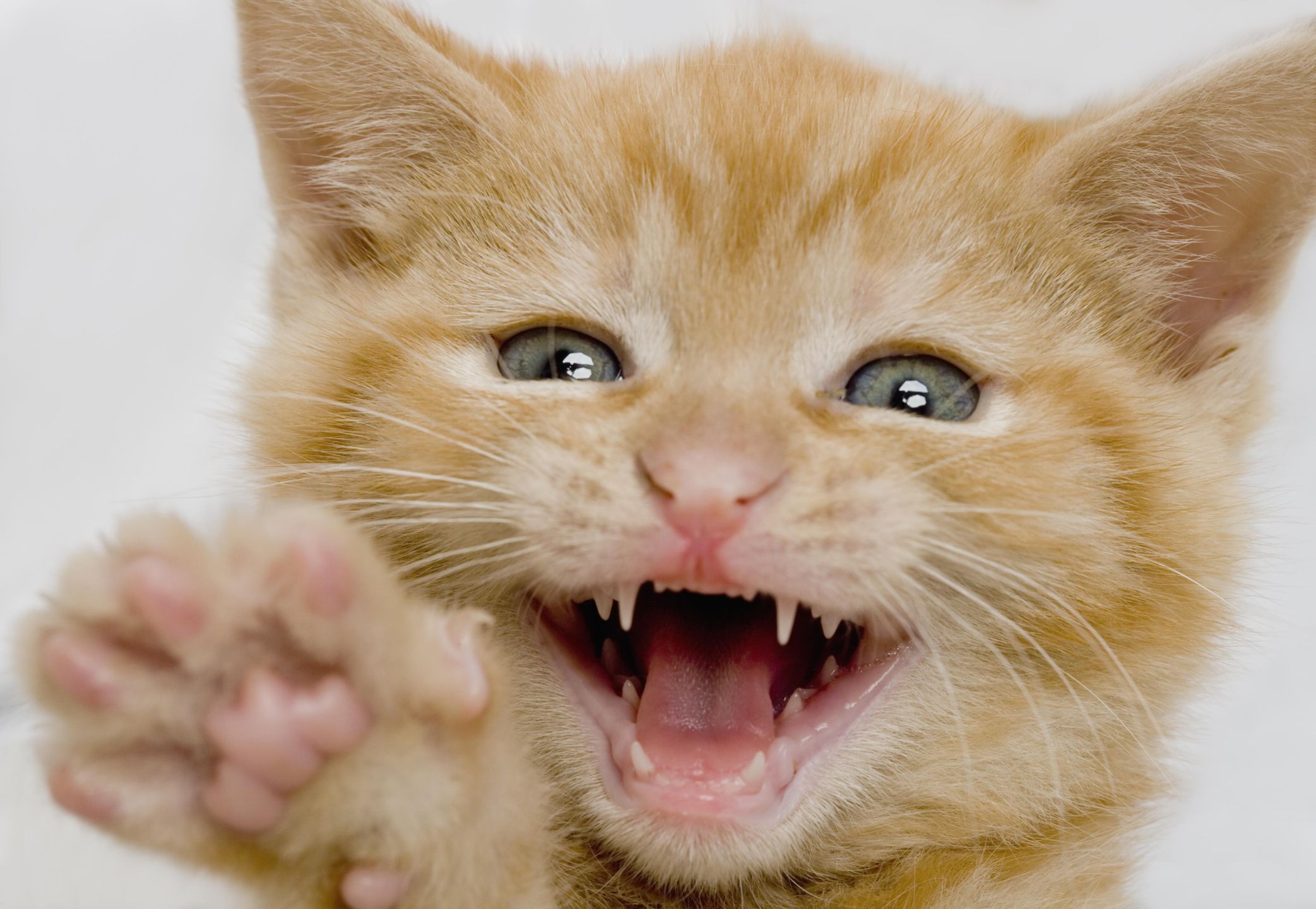 When Do Puppies and Kittens Lose Their Baby Teeth?