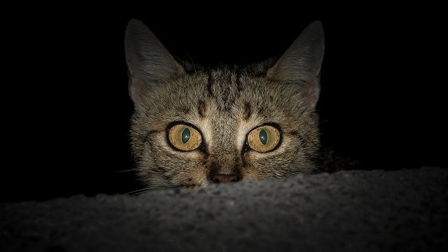 Why Do Cats Go Crazy At Night?