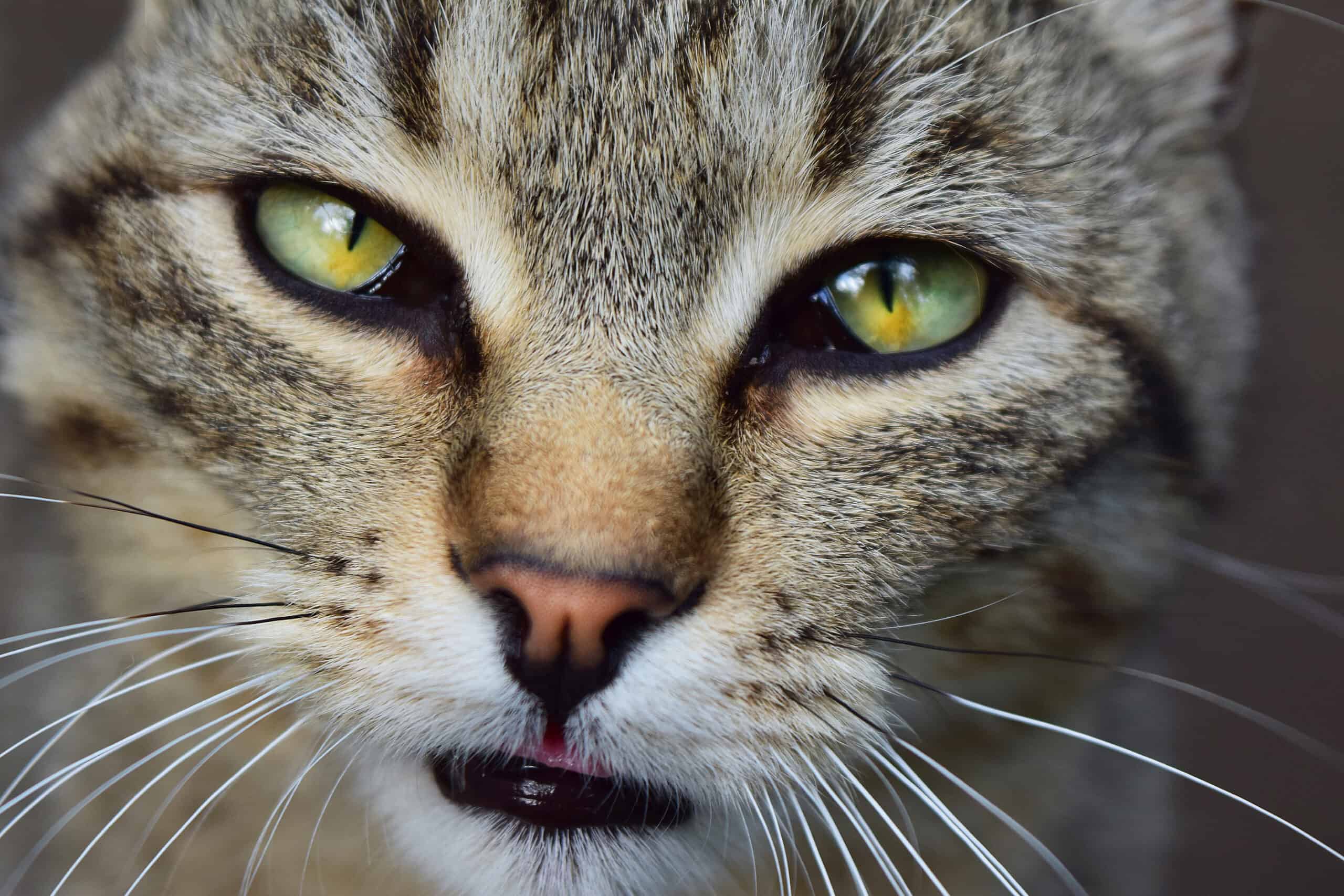 Why Do Cats Have A Third Eyelid?