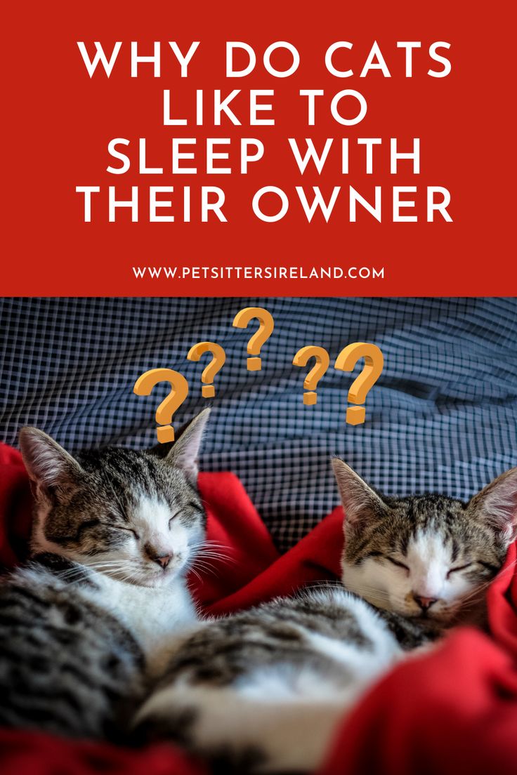 Why Do Cats Like To Sleep With Their Owners? The Facts. in ...