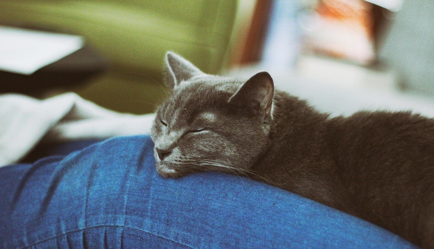 Why Do Cats Like to Sleep with Their Owners?