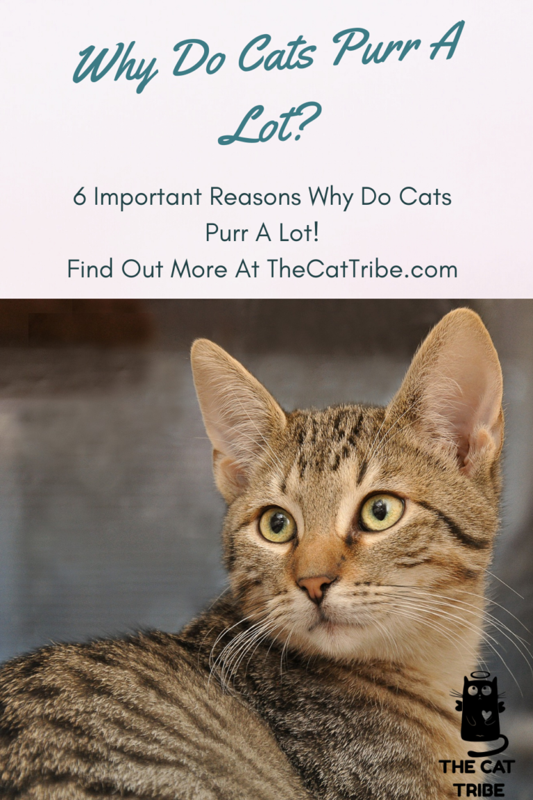 Why Do Cats Purr A Lot? 6 Important Reasons Why Do Cats ...