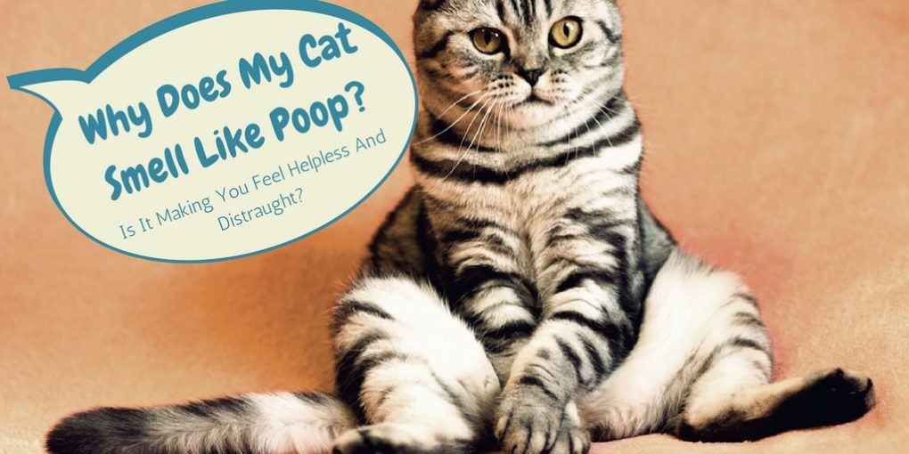 Why Does My Cat Smell Like Poop? Is It Making You Feel ...
