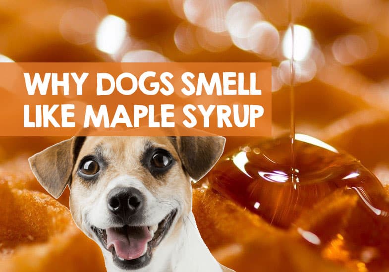 Why Does My Dog Smell Like Maple Syrup? (Urine & Breath ...