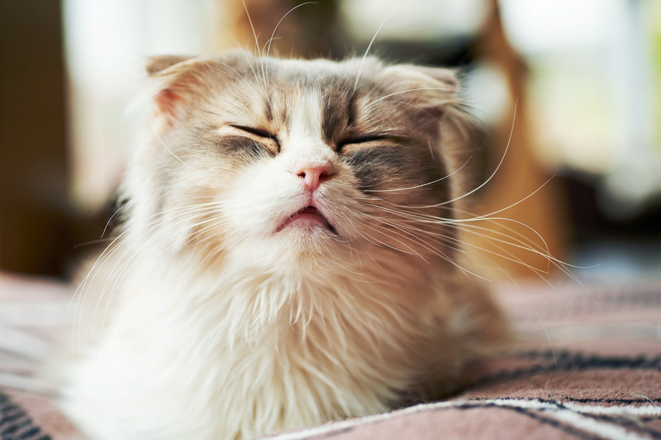 Why Is My Cat Sneezing Blood? Things You Must Do