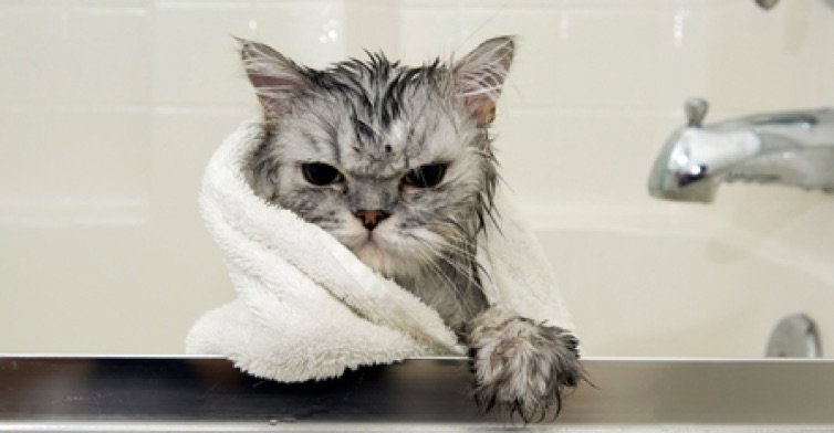Would You Give A Cat A Bath? This Man Does And Its Hilarious!
