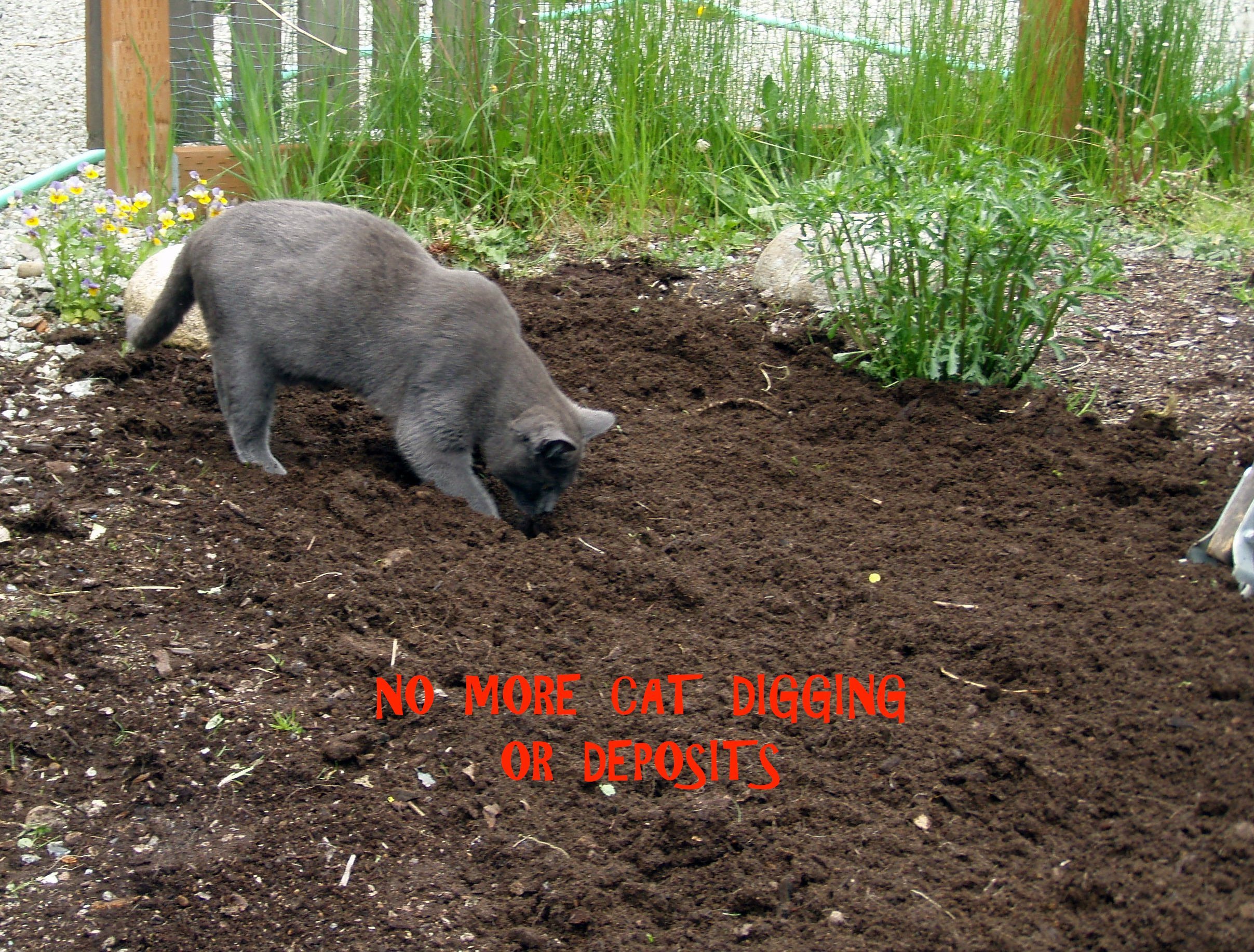 #1 CAT REPELLENT GET RID OF CATS NOW. KEEP CATS AWAY FROM ...