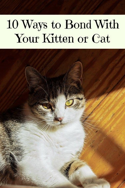 10 Ways to Bond With Your Kitten or Cat. Are you looking ...