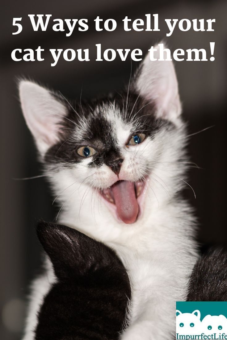 5 Ways to Tell your cat you love them! #impurrfectlife # ...
