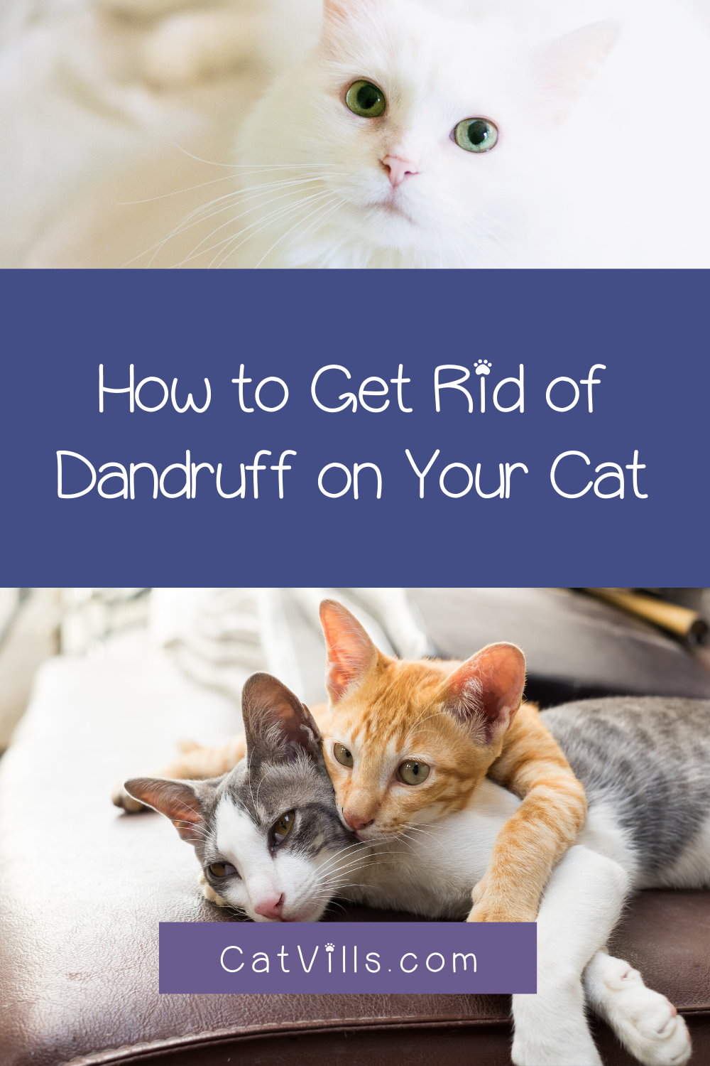 6 Easy Ways to Get Rid of Dandruff on Your Cat