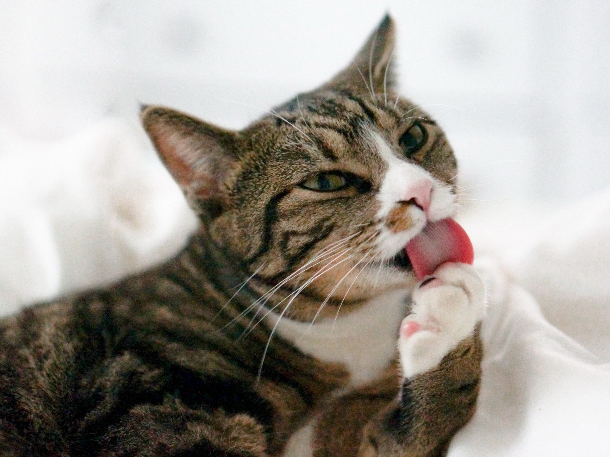 7 Reasons Why Cats Clean Themselves So Much
