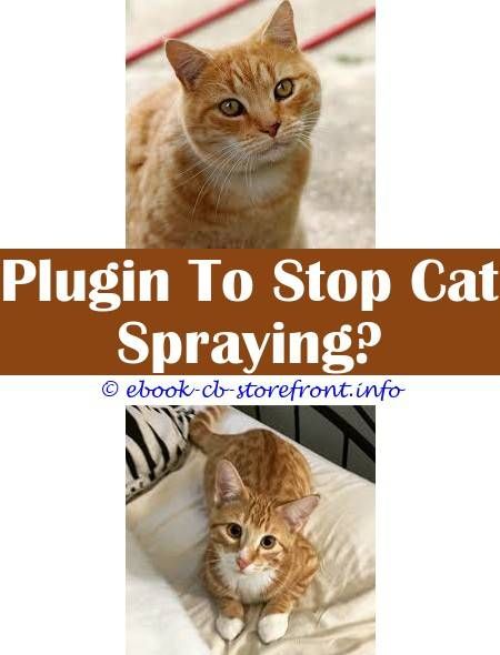 8 Engaging Cool Tricks: Cat Antiseptic Spray Uk cat ...