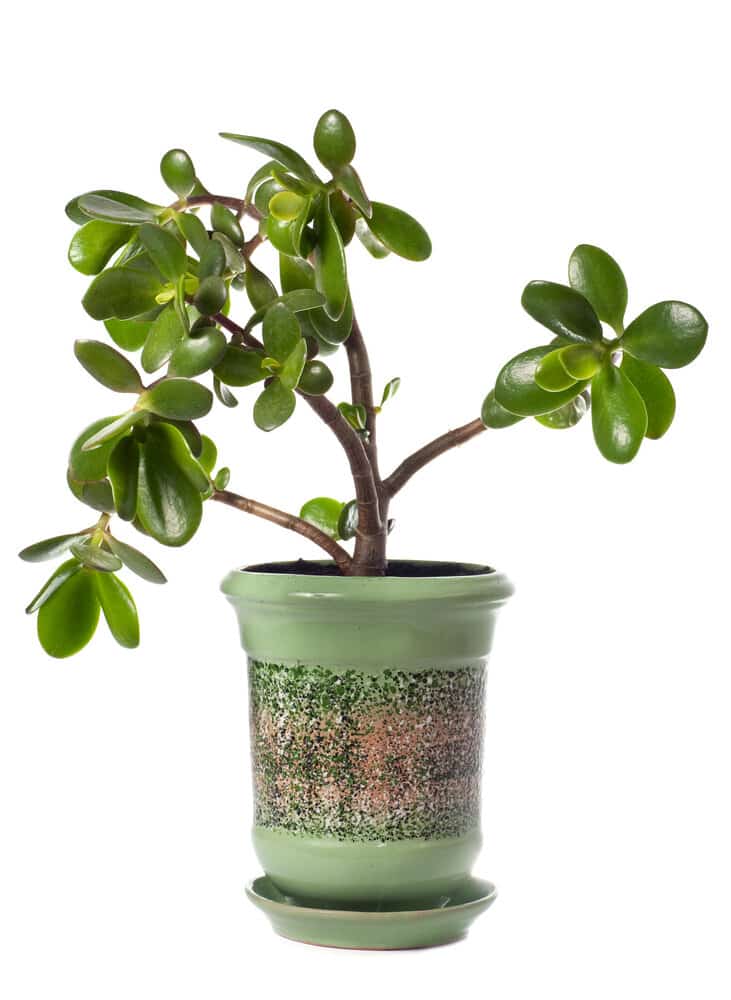 Are Jade Plants Poisonous To Cats? Causes, Symptoms ...