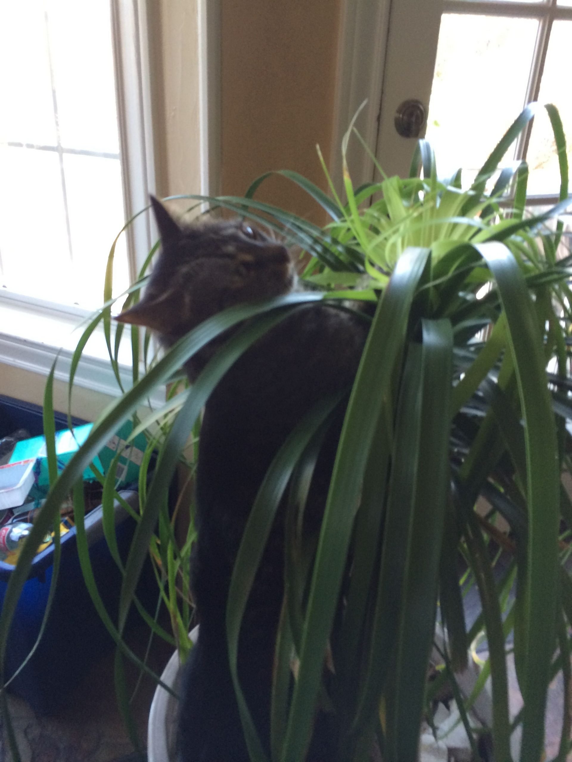 Are Ponytail Palms Toxic To Cats / 19 Houseplants Safe For ...