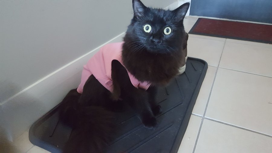 Baby Onesie For Cat After Surgery