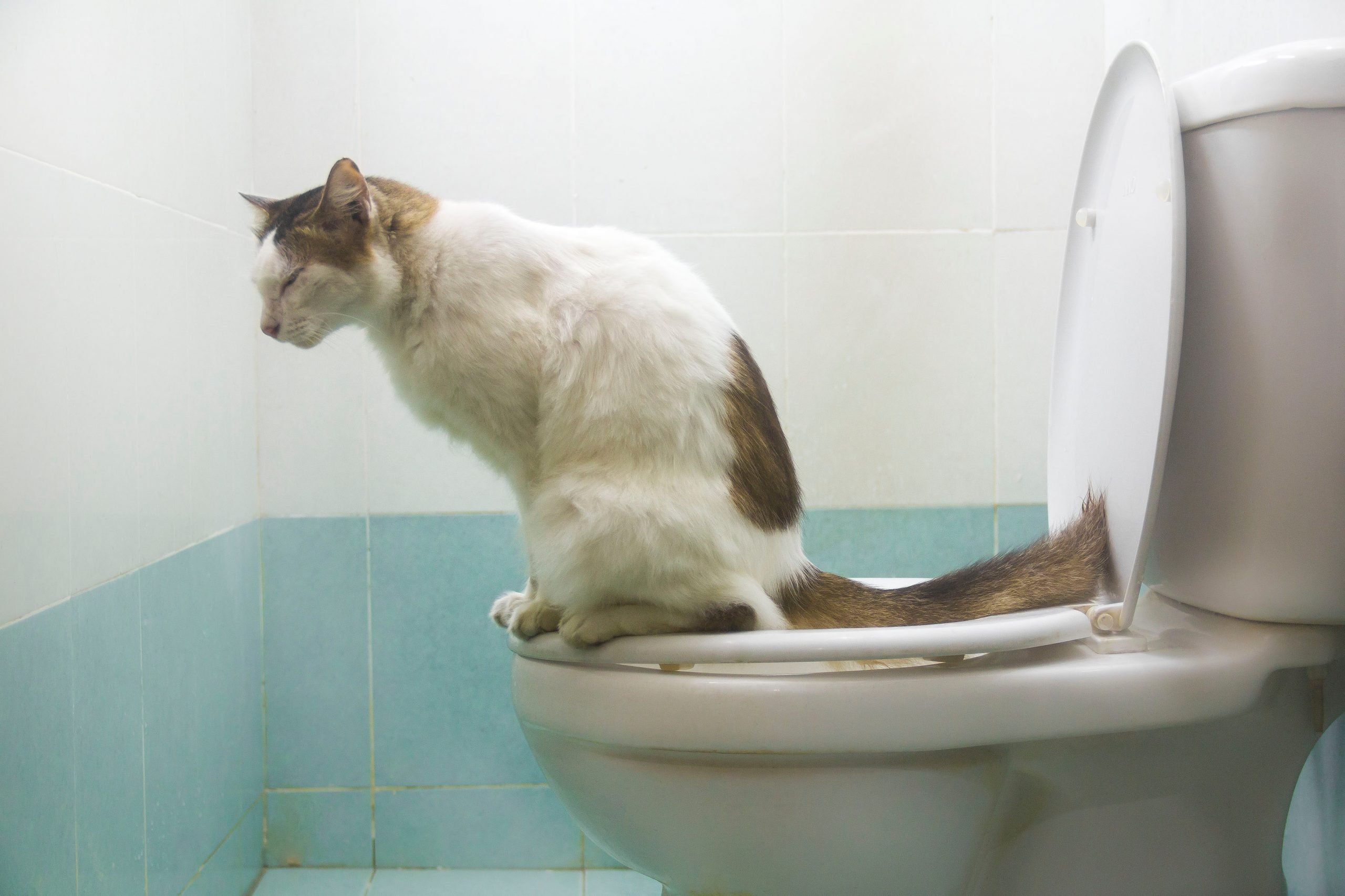 Blood In Cat Stool And Urine