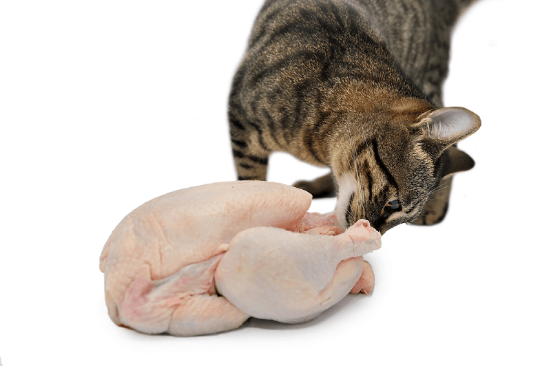 Can Cats Eat Raw Chicken? A Must Read Guide