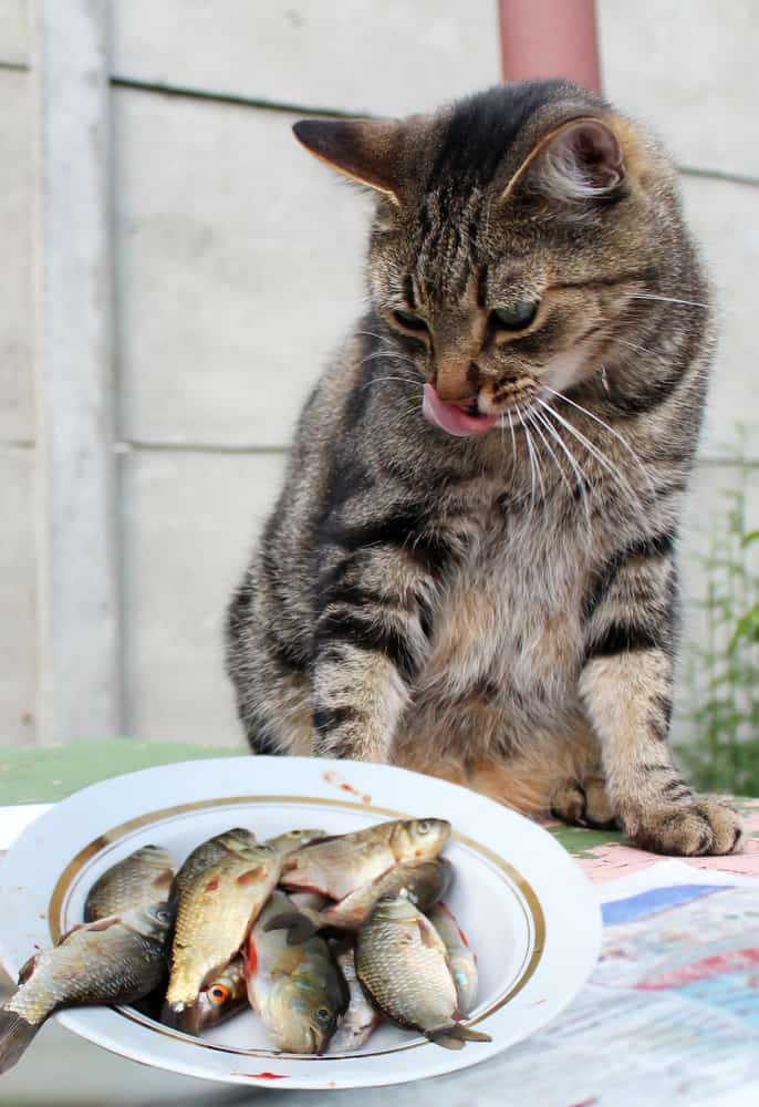 Can Cats Eat Sardines? You Think It