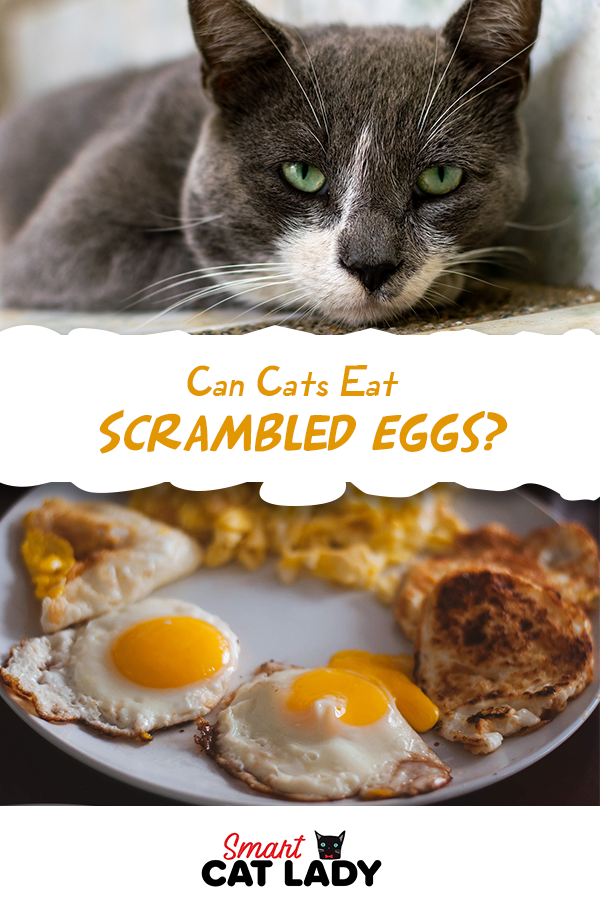 Can cats eat scrambled eggs? Find out if its safe for your ...