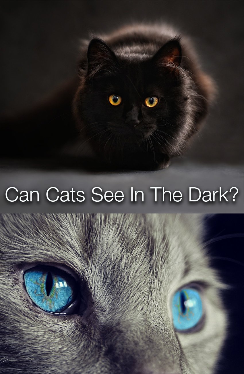 Can Cats See In The Dark
