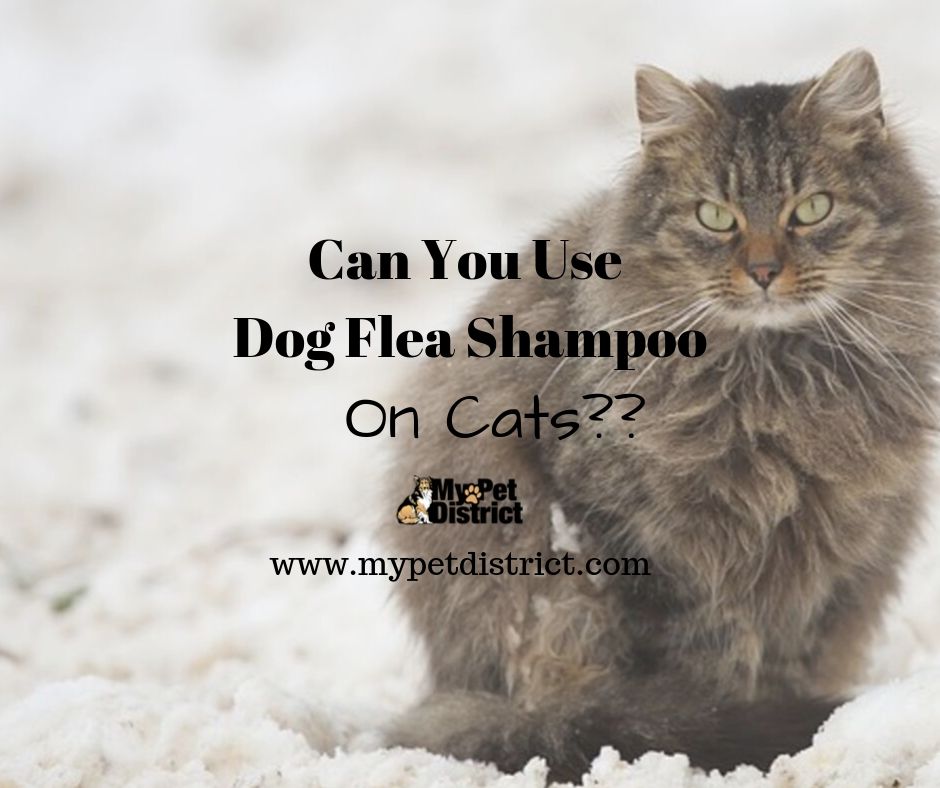 Can you use Dog Flea Shampoo on Cats?