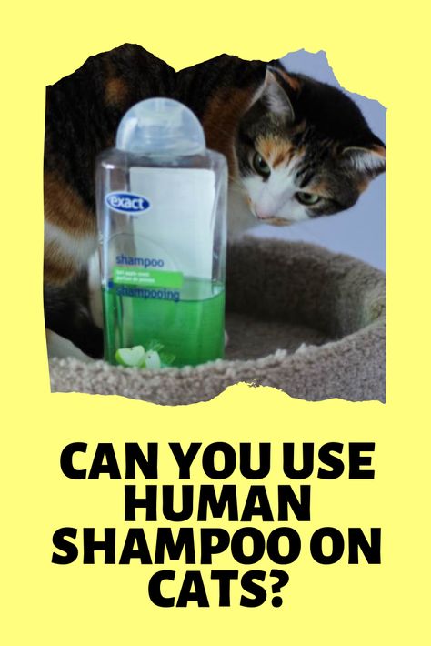 Can You Use Human Shampoo on Cats? Is It Safe?
