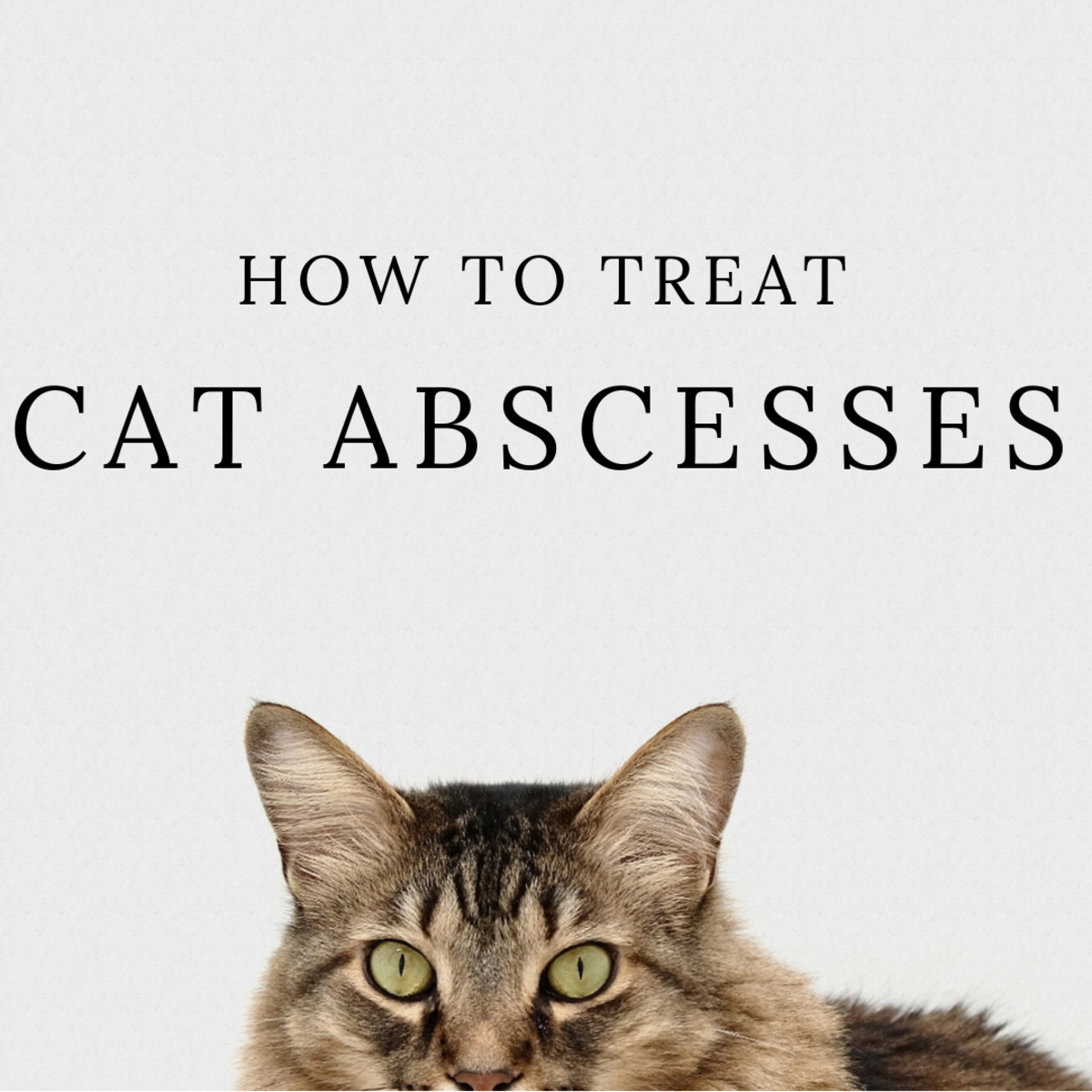 Cat Abscess Home Treatment