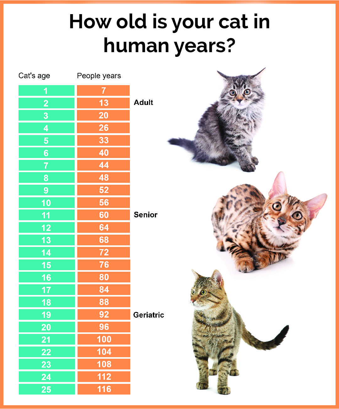 What Is A Cats Age In Human Years Ellery Apple's Blog