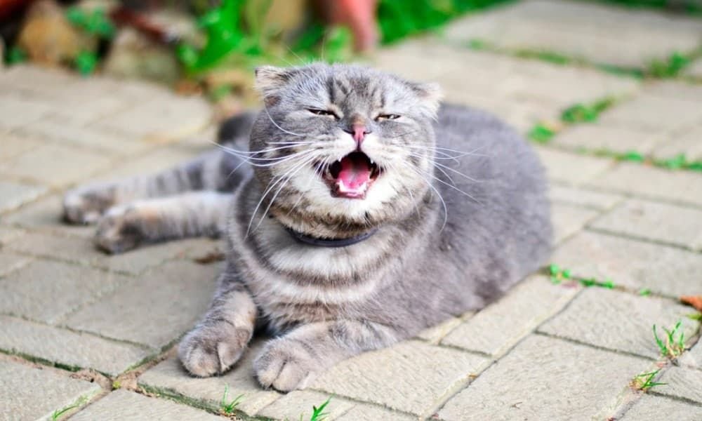 Cat Sneezing: Reasons Why does my Cat keep Sneezing