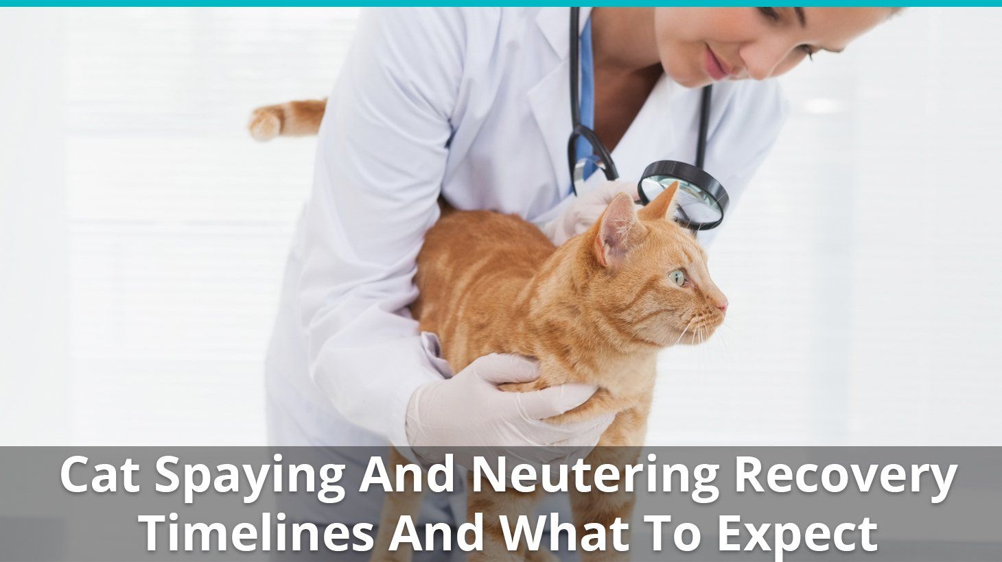 Cat Spaying And Neutering Recovery Timelines And What To ...