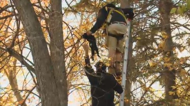 Cat stuck in tree for three days rescued