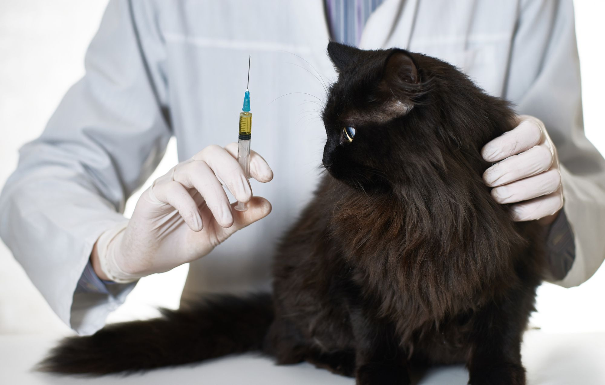 Cat Vaccinations: What Shots Does My Cat Need? : Keeping ...