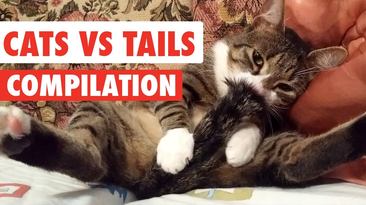 Cats Vs Tails Video Compilation 2017
