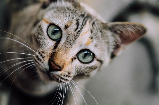Constipation in cats: causes, symptoms and treatment ...