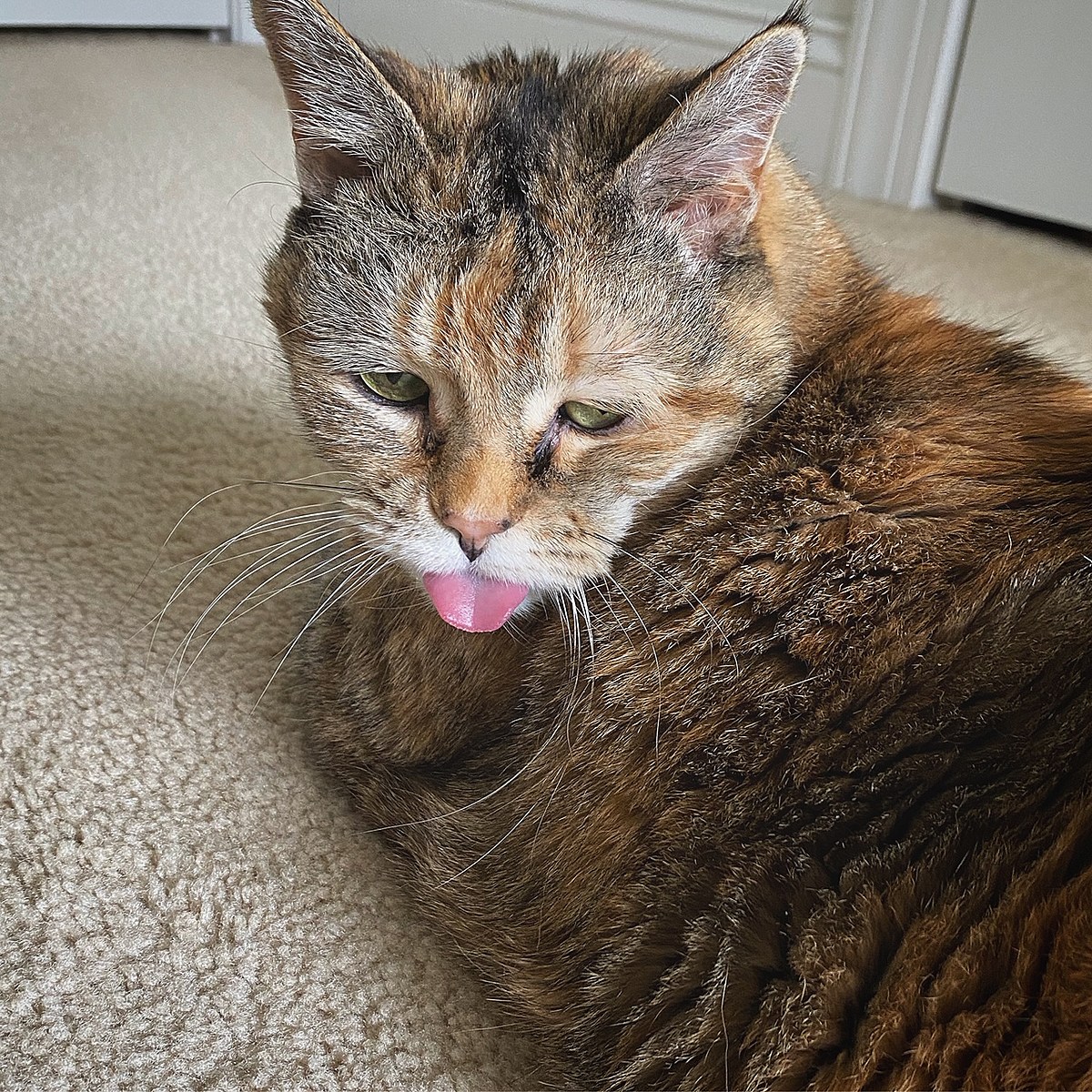 Help: What The Heck is Wrong with My Catâs Tongue?