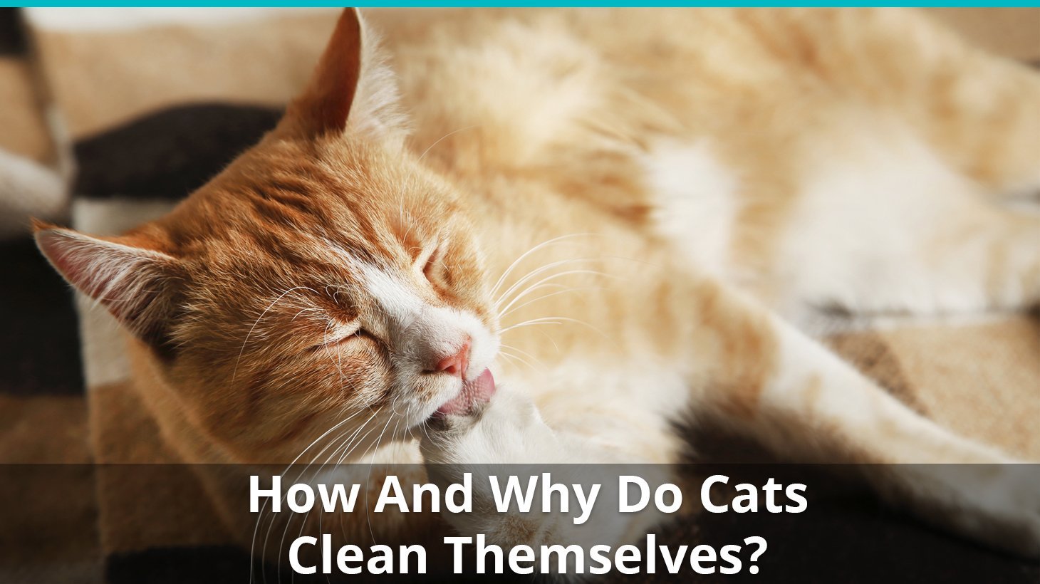 How And Why Do Cats Clean Themselves? Grooming, Licking ...