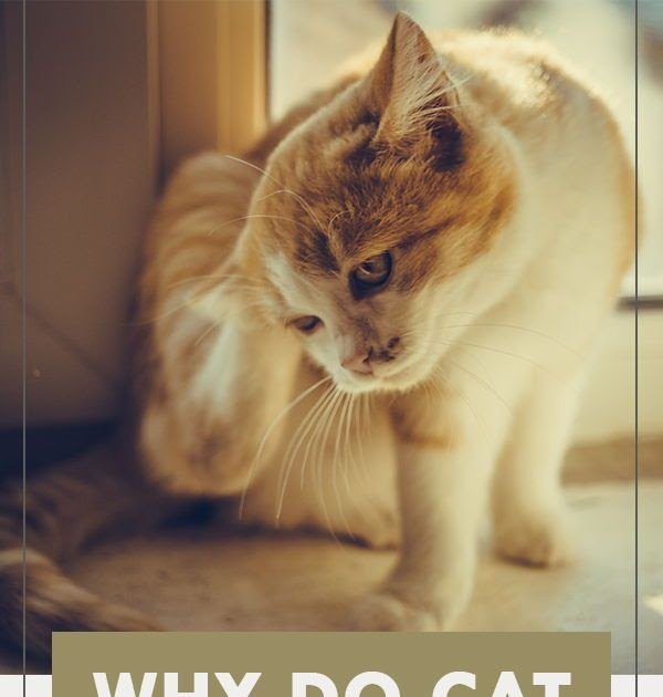 How Can You Get Cat Scratch Disease