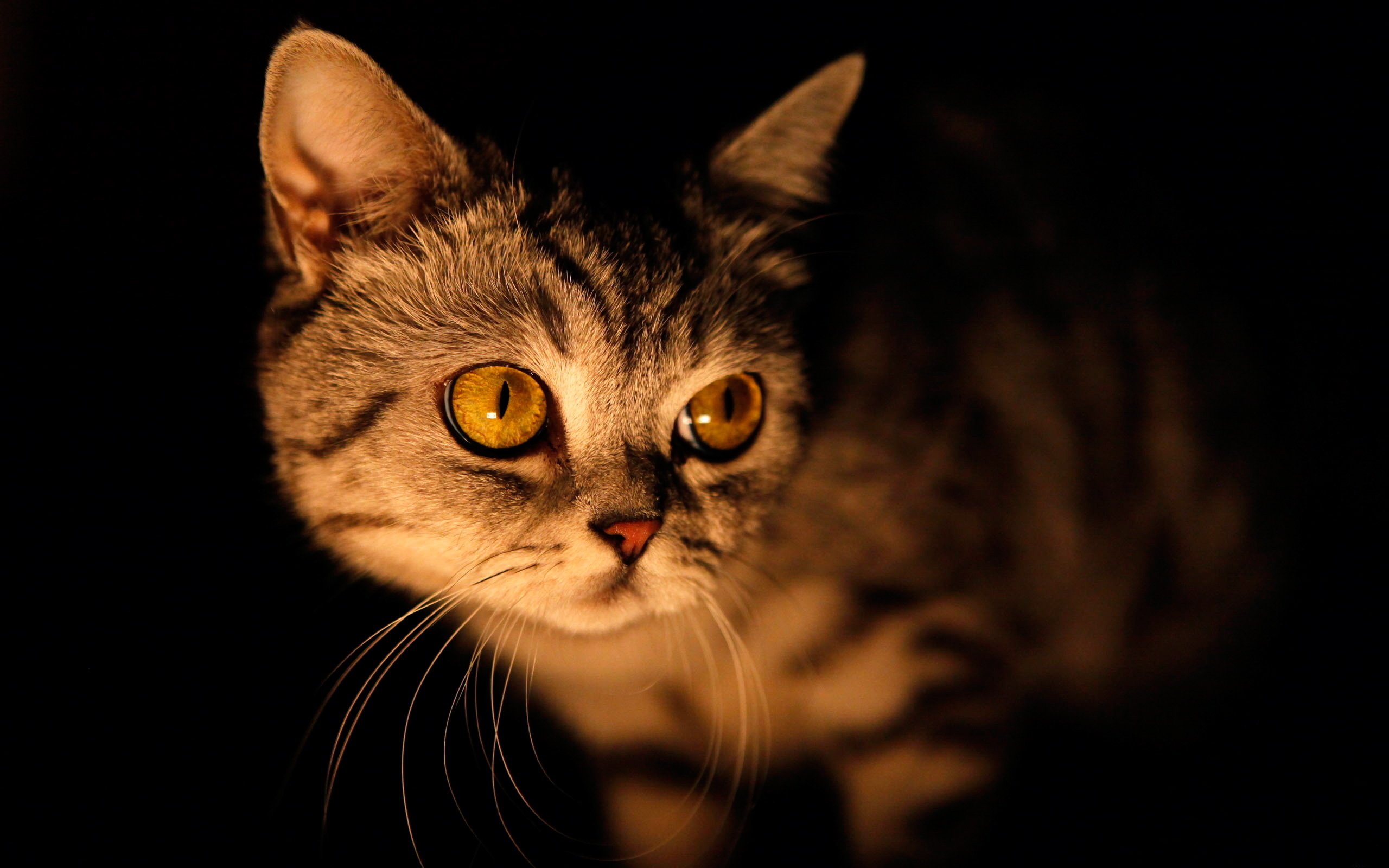 How do cats see at night?