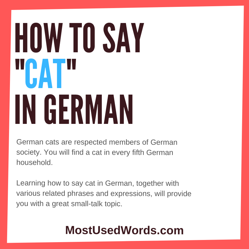 How Do You Say Cat in German? Phrases &  Idioms  MostUsedWords