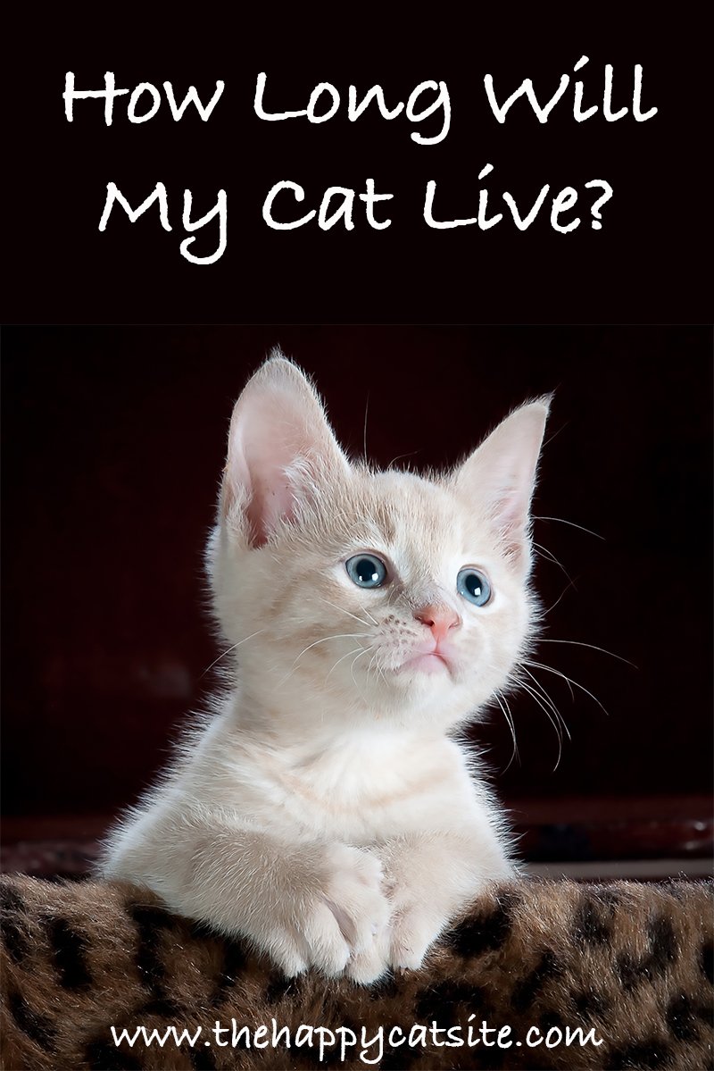 How Long Do Cats Live? A Guide To Cat Lifespan And Living ...
