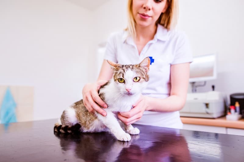 How To Apply Diatomaceous Earth To Cats?
