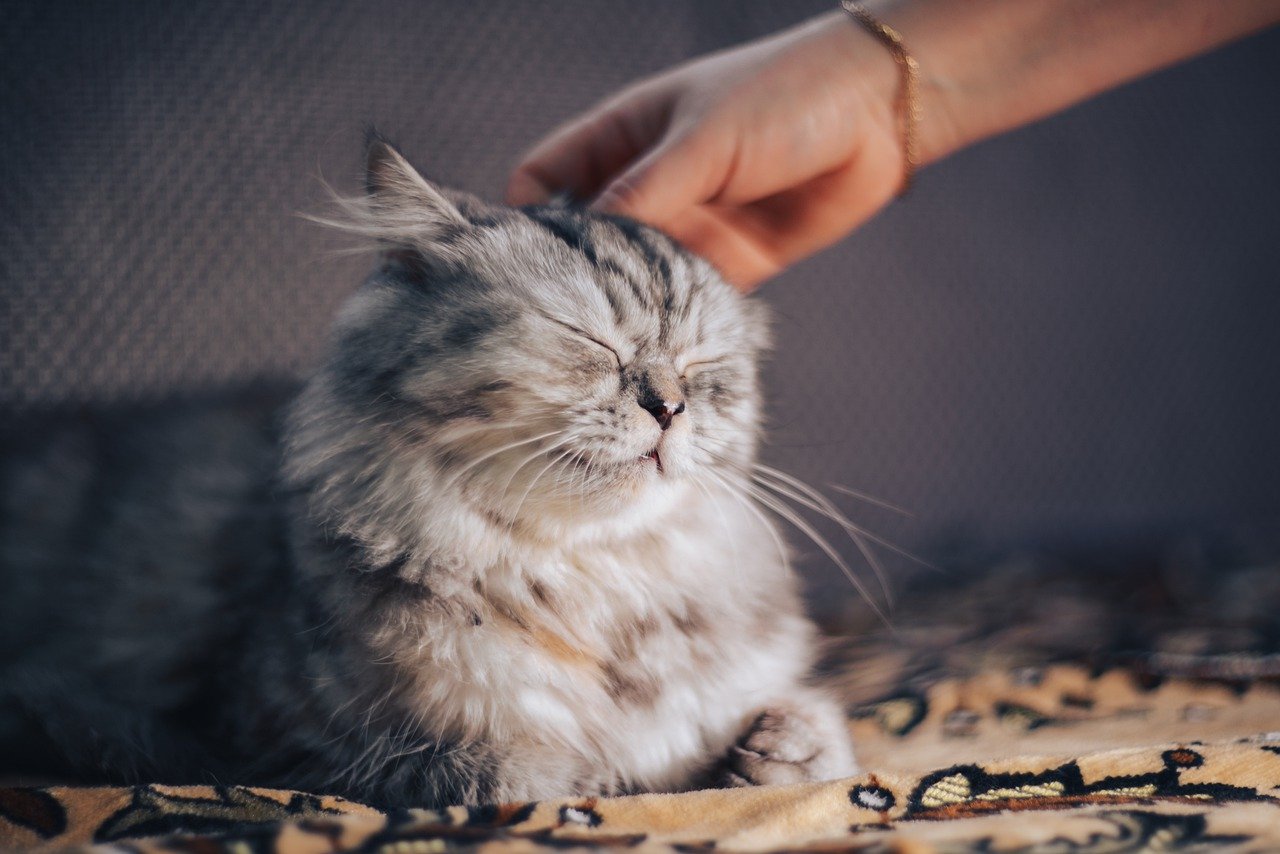 HOW TO CALM A CAT IN HEAT? 10 METHODS