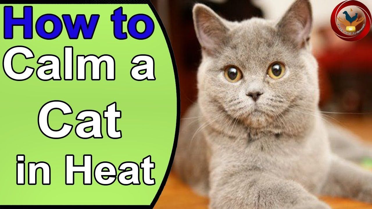 How to Calm a Cat in Heat