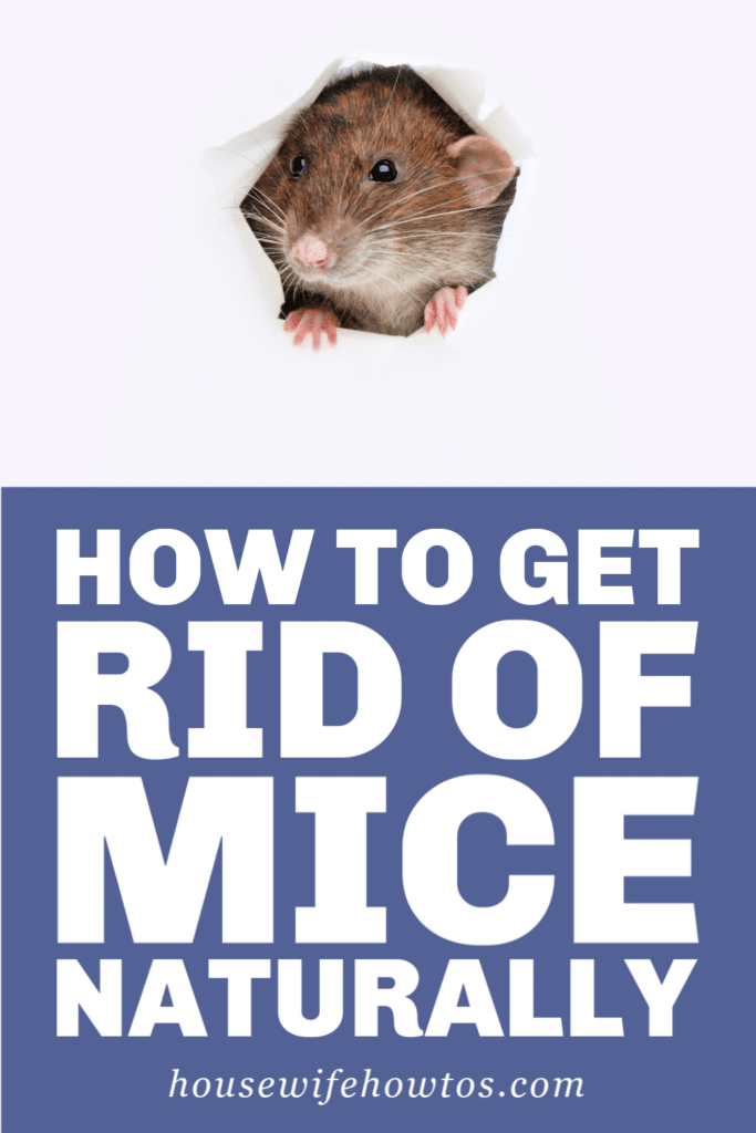 How to Get Rid of Mice Naturally and Keep Them Away for Good