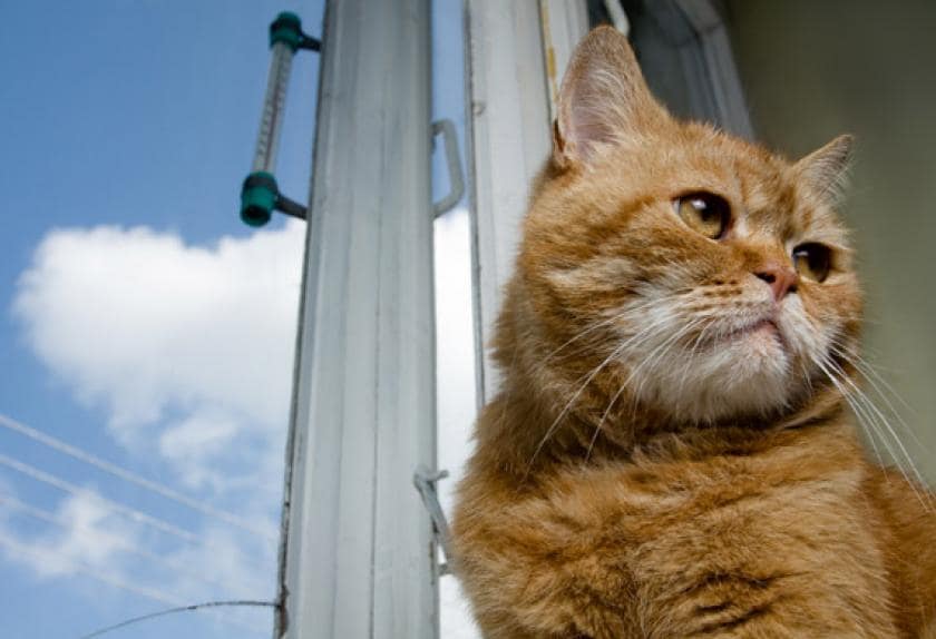 How to Identify Common Problems in Senior Cats